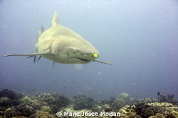 French Polynesia by Marie Josee Moisan 